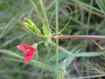 Lathyrus cicera, photographed by David Delon
