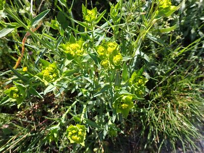 Euphorbia serrata, photographed by David Delon