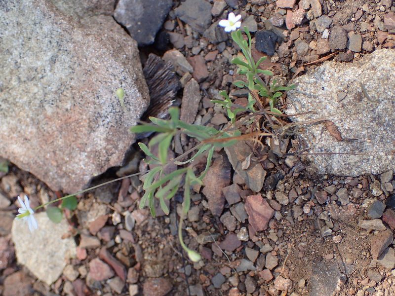 Meconella denticulata, photographed by George Williams