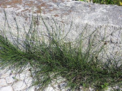 Equisetum ramosissimum, photographed by Duarte Frade