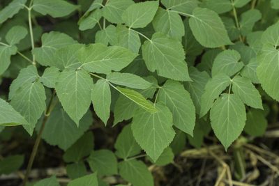 Aralia bicrenata, photographed by Craig Martin