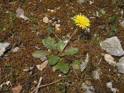 Taraxacum obovatum, photographed by José Luis Camaño