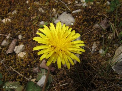 Taraxacum obovatum, photographed by José Luis Camaño