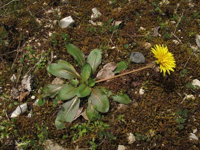 Taraxacum obovatum, photographed by José Luis Camaño