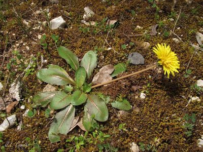 Taraxacum obovatum, photographed by José Luis Camaño