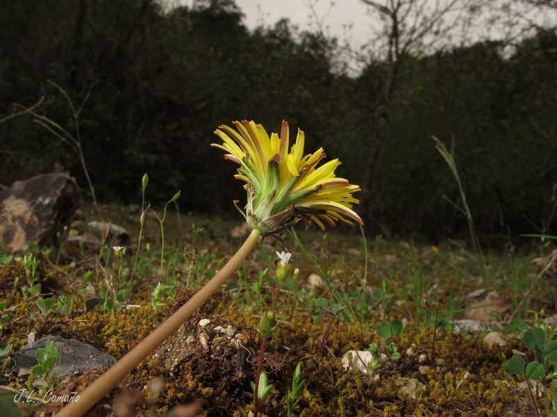 Taraxacum obovatum, photographed by José Luis Camaño