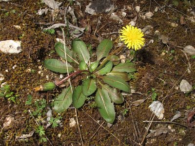 Taraxacum obovatum, photographed by José Luis Camaño