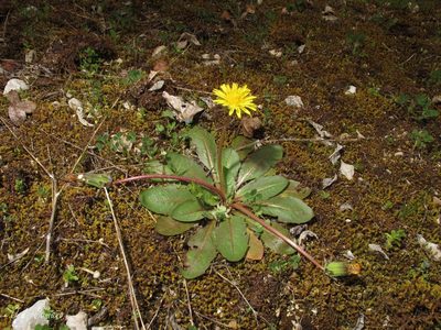 Taraxacum obovatum, photographed by José Luis Camaño