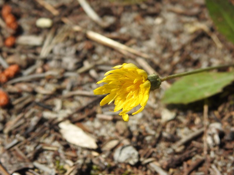 Sonchus bulbosus, photographed by Duarte Frade