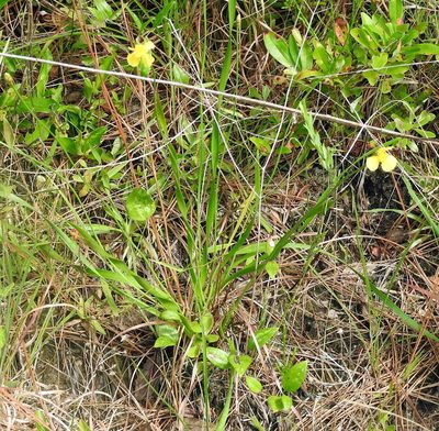 Xyris platylepis, photographed by Lauren McLaurin