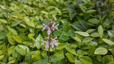 Stachys floridana, photographed by Joseph Aubert