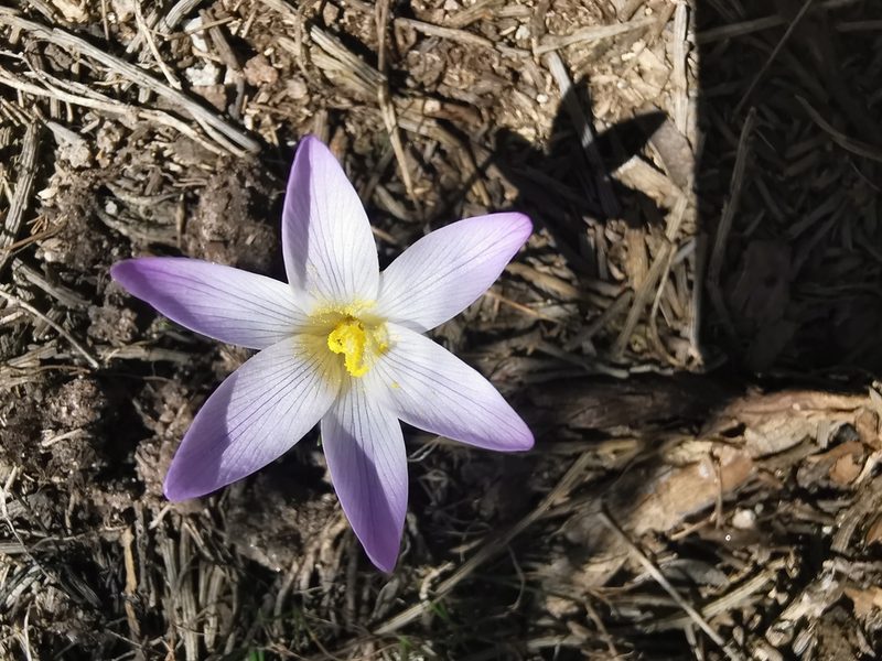 Romulea bulbocodium, photographed by Manuel Cardeñosa