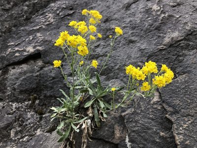 Aurinia saxatilis, photographed by Pavel Kacl