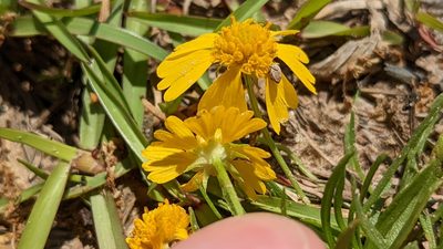 Helenium amarum, photographed by Joseph Aubert