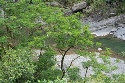 Radermachera sinica, photographed by 國立臺灣博物館