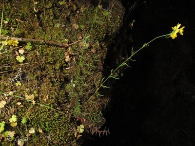 Linaria saxatilis, photographed by José Luis Camaño