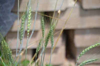 Triticum aestivum, photographed by Josiah Londerée