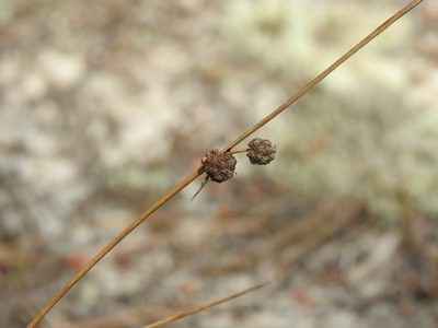 Scirpoides holoschoenus, photographed by Duarte Frade