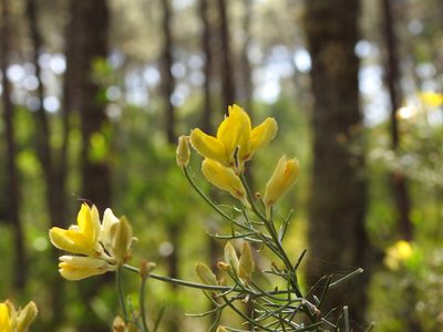 Stauracanthus genistoides, photographed by Duarte Frade