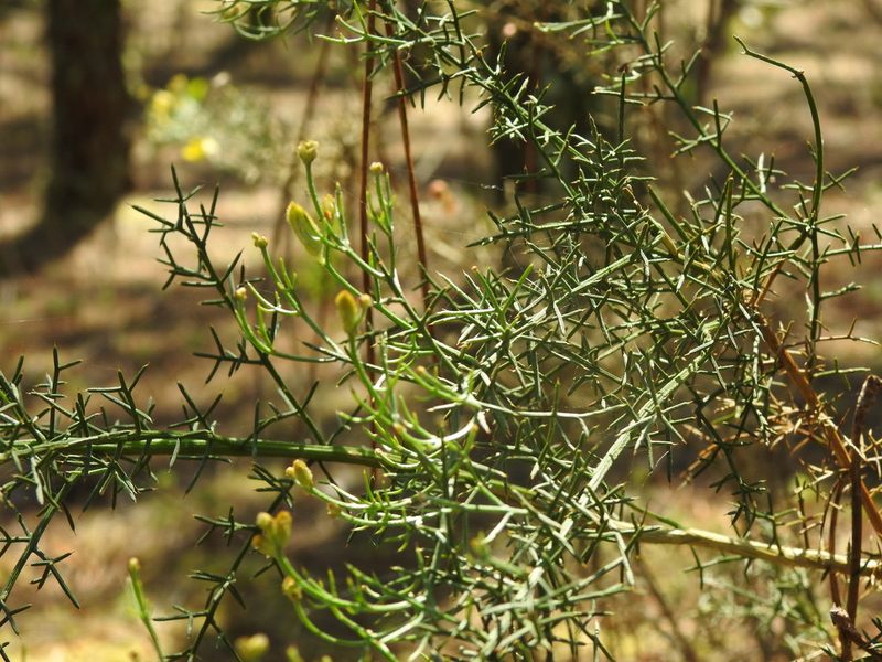Stauracanthus genistoides, photographed by Duarte Frade