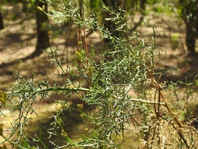 Stauracanthus genistoides, photographed by Duarte Frade