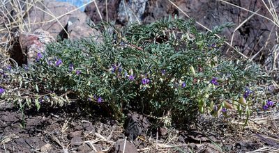 Astragalus allochrous, photographed by Andrew Tree