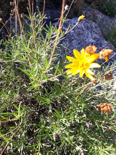 Zexmenia buphtalmiflora, photographed by Lauu