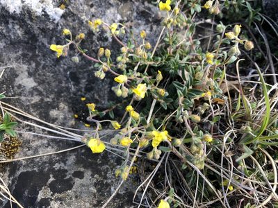 Helianthemum canum, photographed by Pavel Kacl