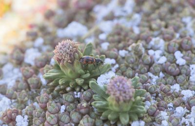 Baccharis acaulis, photographed by Morten Ross