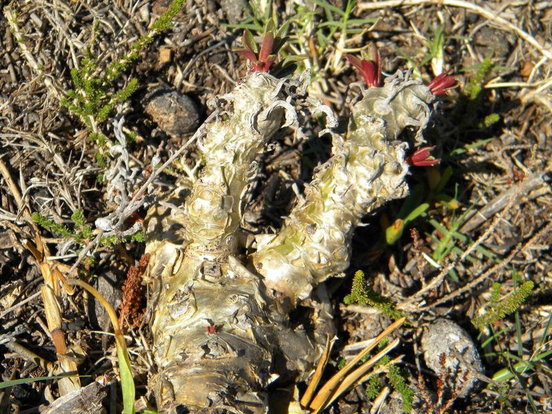 Tylecodon grandiflorus, photographed by Tim Kirsten