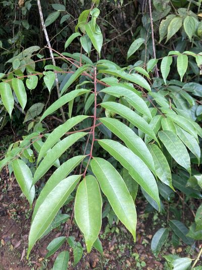 Toxicodendron striatum, photographed by julianazuluaga-carrero