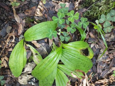 Scoliopus bigelovii, photographed by Drew Meyer