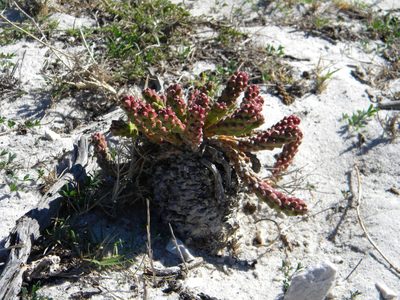 Euphorbia caput-medusae, photographed by Tim Kirsten