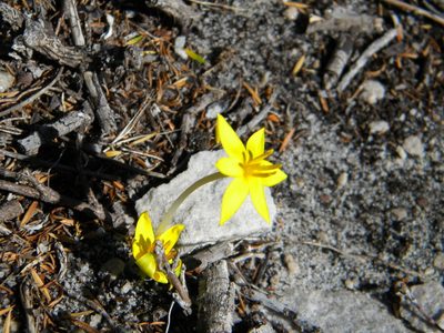 Empodium plicatum, photographed by Tim Kirsten