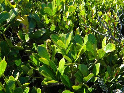Cussonia thyrsiflora, photographed by Tim Kirsten