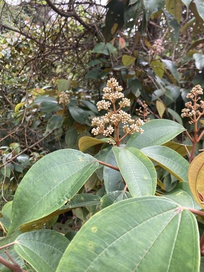 Miconia caudata, photographed by julianazuluaga-carrero