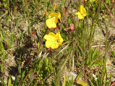 Oenothera stricta, photographed by Duarte Frade