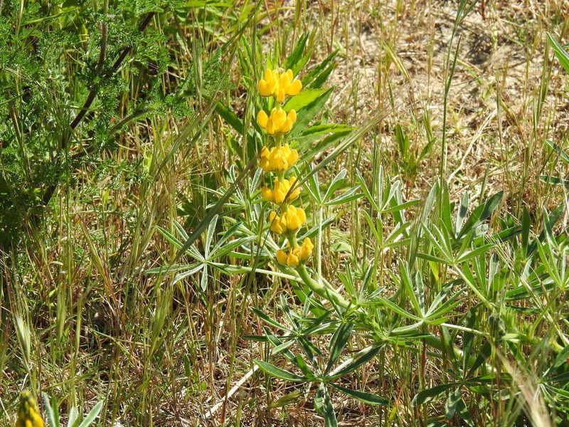 Lupinus luteus, photographed by Duarte Frade