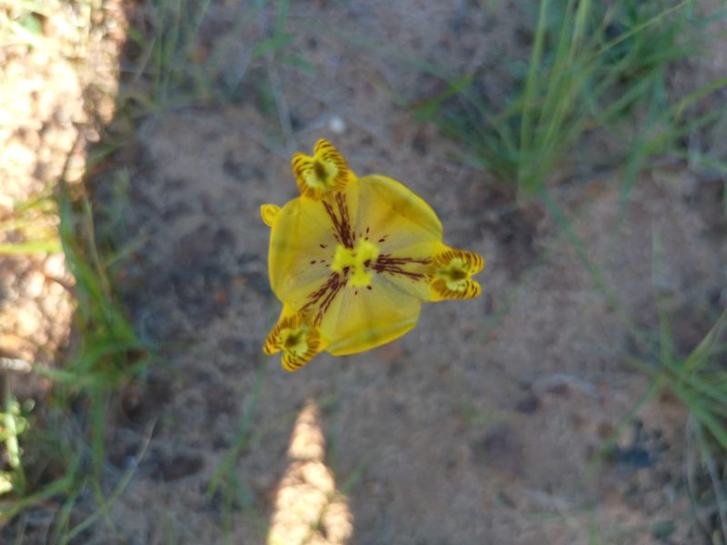 Cypella laeta, photographed by Bahiano Ayala