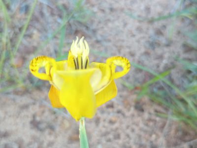 Cypella laeta, photographed by Bahiano Ayala