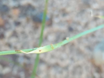 Cypella laeta, photographed by Bahiano Ayala