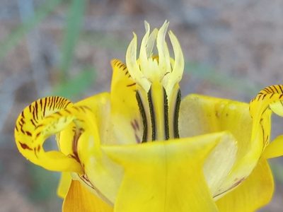Cypella laeta, photographed by Bahiano Ayala