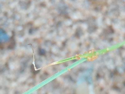 Cypella laeta, photographed by Bahiano Ayala