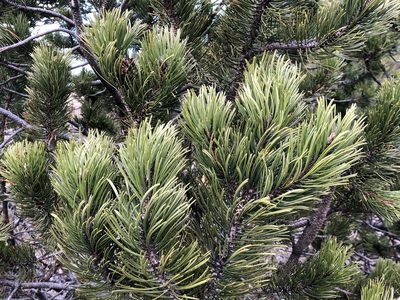 Pinus mugo, photographed by Jason Grant