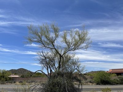 Parkinsonia microphylla