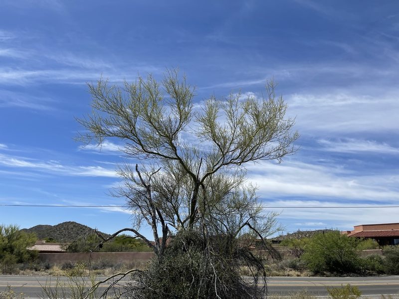 Parkinsonia microphylla, photographed by CK2AZ