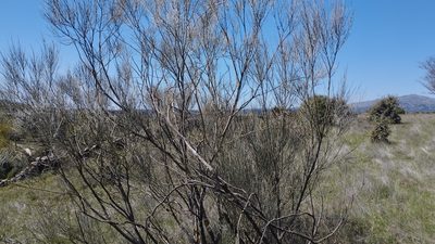 Retama sphaerocarpa, photographed by scolym
