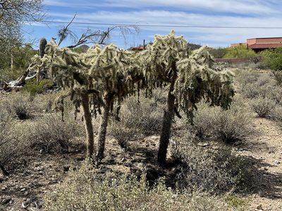 Cylindropuntia fulgida, photographed by CK2AZ