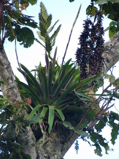 Racinaea rothschuhiana, photographed by Sobeida Morales