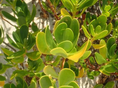 Scaevola plumieri, photographed by Alexis Tinker-Tsavalas